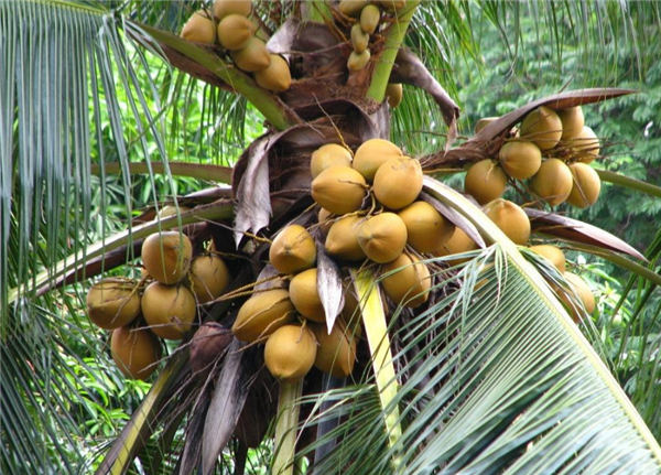 椰子产地在哪里,椰子多产于沿海热带地区