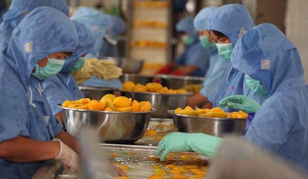 黄桃为什么做罐头,新鲜黄桃极不耐储存