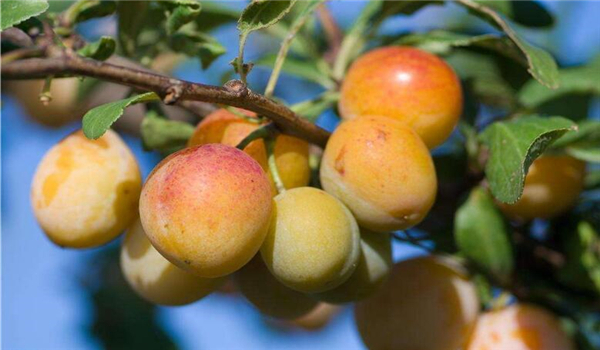 李子几月份成熟,李子的成熟季节