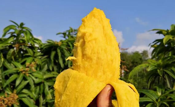 常吃芒果有什么好处,芒果吃多了会怎么样