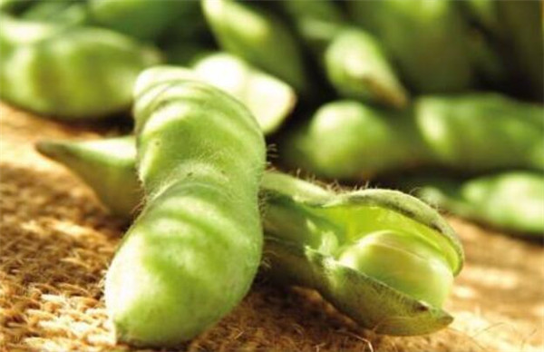 毛豆和黄豆一样吗,黄豆的营养价值