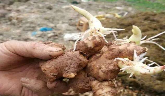 生姜催芽方法,火炕催芽法效果好