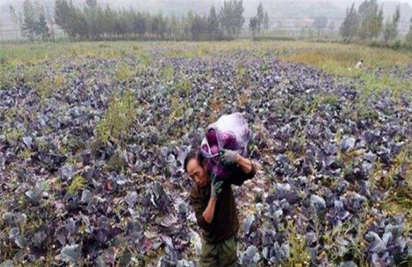 紫甘蓝怎么种,紫甘蓝种植方法(合理密植)