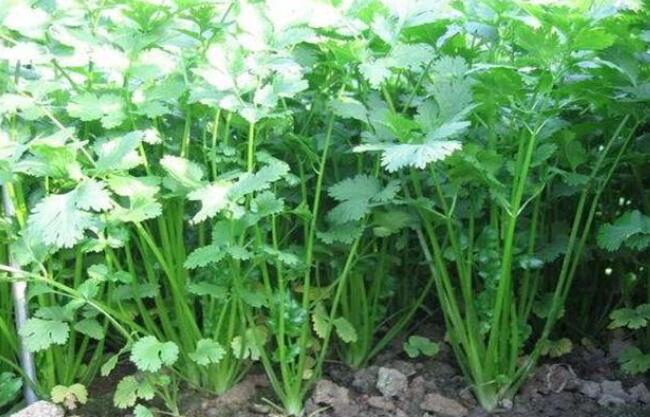 香菜种植的注意事项,香菜种植注意温度和防病害