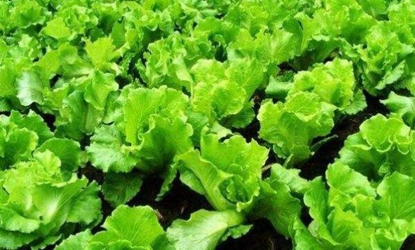 生菜和莴笋的区别有哪些,生菜和莴笋食用区别(生菜只吃菜叶)