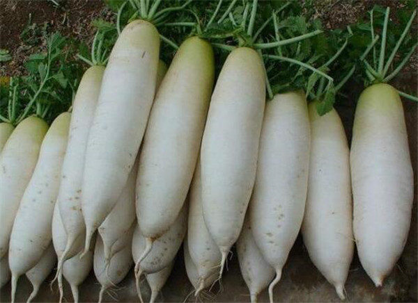 萝卜和胡萝卜的区别有哪些,白萝卜和胡萝卜最大的区别外型不同