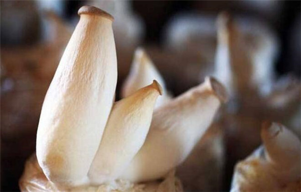 杏鲍菇的生长环境,酸碱度环境最适合杏鲍菇生长