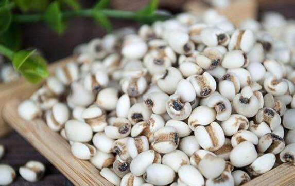 薏仁和薏米的区别,薏仁的鉴别方法