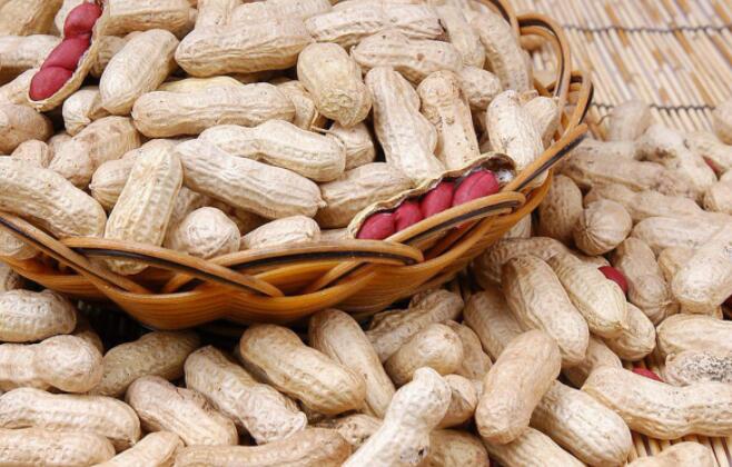 花生是不是坚果,花生是坚果