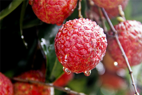 吃荔枝上火吗,荔枝上火吗小孩能吃吗