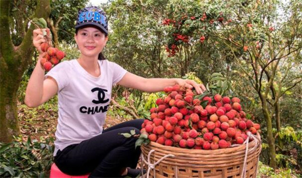 白糖罂荔枝产地是哪里,白糖罂荔枝为什么价格差别那么大