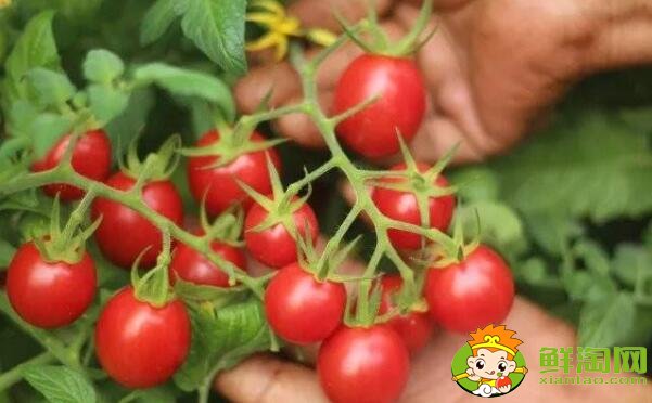 千禧果和春桃的区别,春桃和千禧哪个好吃