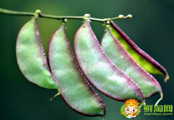 扁豆什么时候成熟,小扁豆和扁豆一样吗