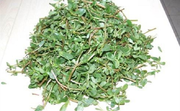 马齿苋泡水喝用湿的还是干的,一般马齿苋泡水喝多长时间为好