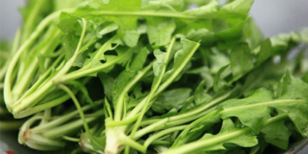 雪里红是什么季节的菜,雪里红和荠