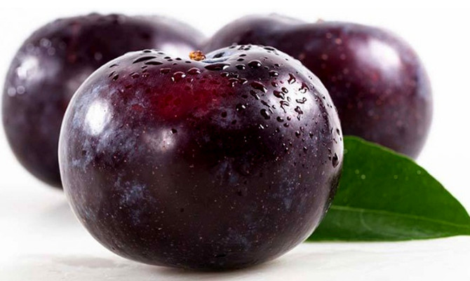 陕西黑布李味道如何,陕西黑布林和四川黑布林的区别