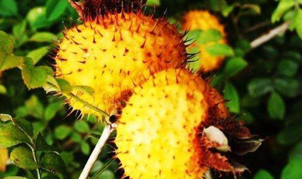 野生的刺梨是什么样的,野生刺梨有几种