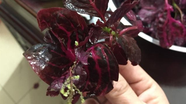 紫色木耳菜能吃吗,木耳菜结的果实