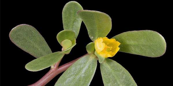 马齿苋是不是东洋草,东洋草与马齿苋有区别吗