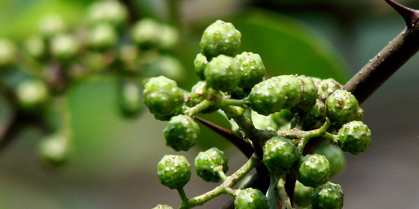 手工怎么摘花椒最快,手工摘花椒技巧