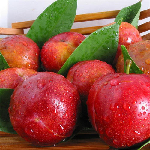 红布林怎么吃不酸,红布林一天可以吃几个