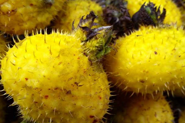 刺梨干怎么做才好吃,刺梨干的吃法