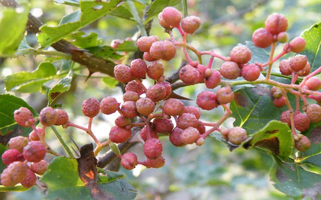 花椒应该怎么存放不跑味道,生花椒想存放一年怎么放
