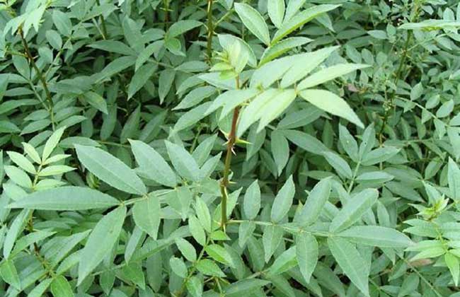 花椒能在塑料瓶里面存放吗,花椒真空包装可以存放多久