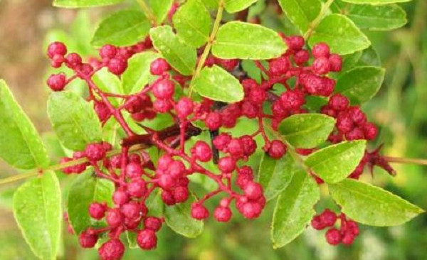 野花椒可以吃吗,野花椒和家花椒的区别