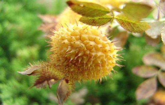 刺梨泡酒怎么泡才好,刺梨泡酒要去籽吗