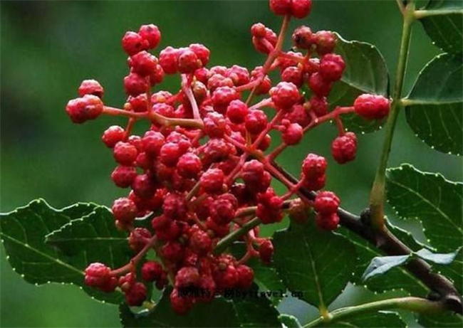 臭椒和大红袍怎么鉴别,大红袍花椒怎么鉴别好坏