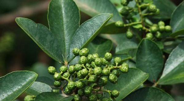 花椒青的和红的有什么区别,未成熟藤椒和花椒的主要区别