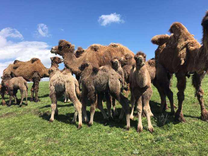 哪里的骆驼奶最好,最出名的骆驼奶是哪个品牌的