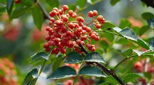 新鲜花椒怎么保鲜运输,生花椒的运输储存方式