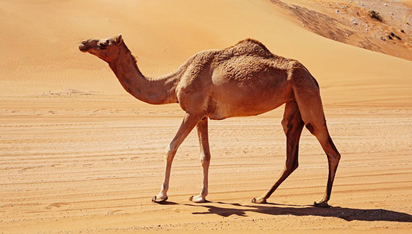 什么品种的骆驼最奶多,产奶多的骆驼品种