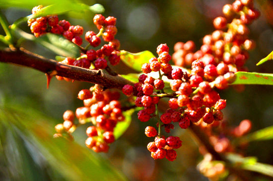 汉源花椒和大红袍区别,大红袍花椒和汉源花椒哪个好