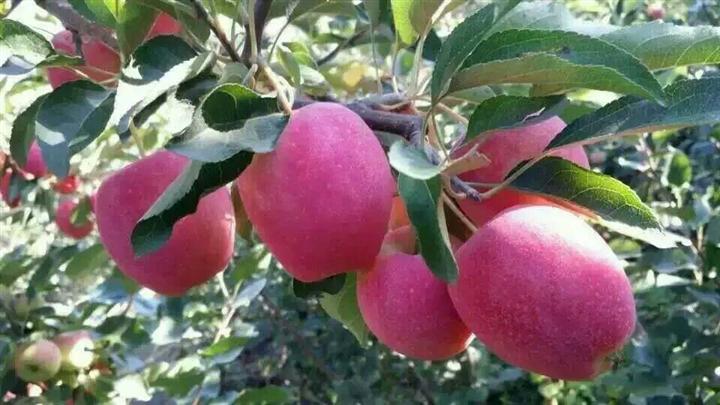 沙果好还是鸡心果好,沙果不能和什么一起吃