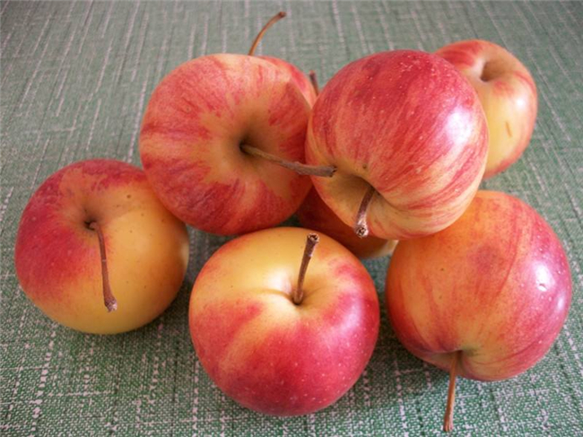 沙果k9是什么品种,沙果123和k9哪个好