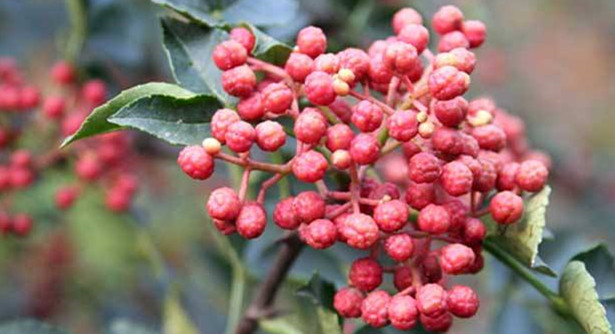 韩城花椒和汉源花椒的区别,汉源花椒好还是韩城大红袍好