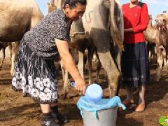 驼乳粉什么人不能用,哪里可以买驼乳粉