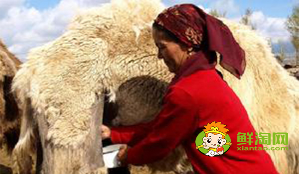 骆驼奶如何饮用,骆驼奶饭前喝还是饭后喝