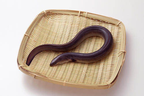 黄鳝性别会变吗，黄鳝怎么产卵