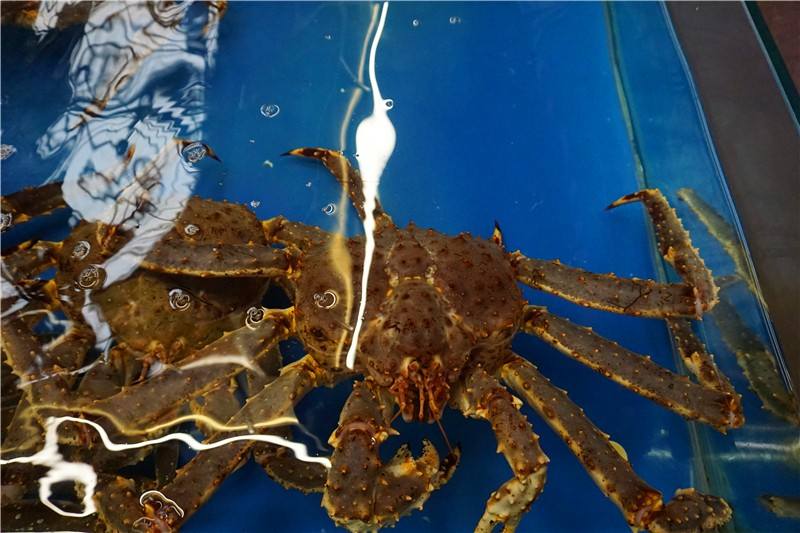 蓝色帝王蟹是不是假的,都用什么冒充帝王蟹