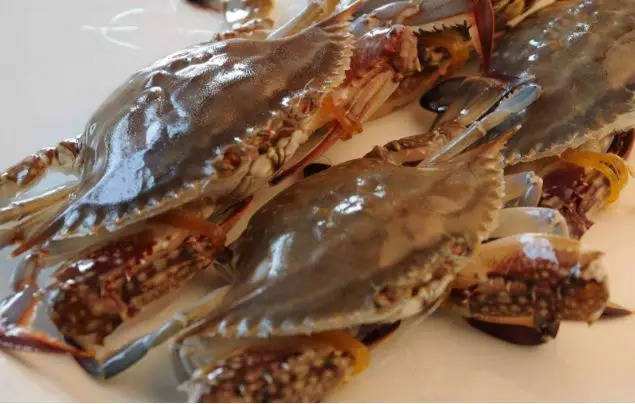 梭子蟹是淡水还是海水里的,为什么梭子蟹用海水也养不活呢