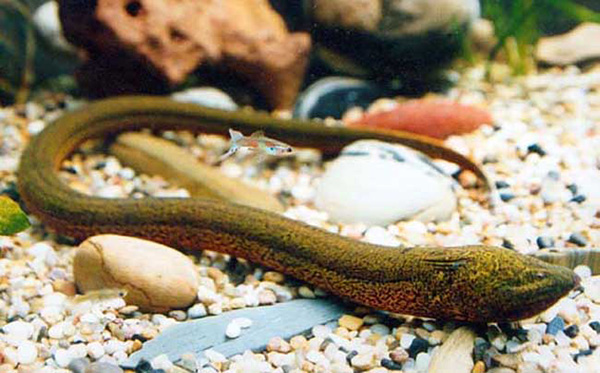 野生黄鳝鱼吃什么食物长的快,一般野生的黄鳝可以长到多大