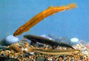 好长的跟黄鳝一样的鱼叫什么,黄鳝鱼该怎么养吃什么