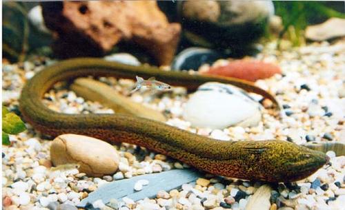 广东黄鳝为什么是缅甸黄鳝,怎么区分缅甸黄鳝和内地黄鳝