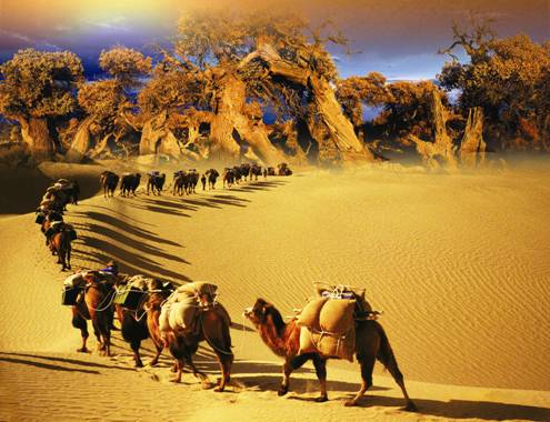 骆驼奶市场零售价是多少,最好的骆驼奶价格