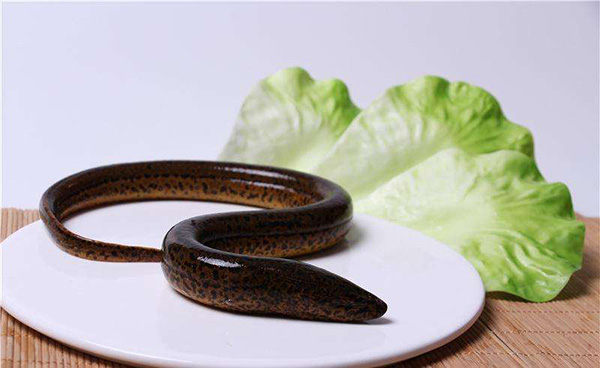 什么地方有大的黄鳝,野生黄鳝最大有多大