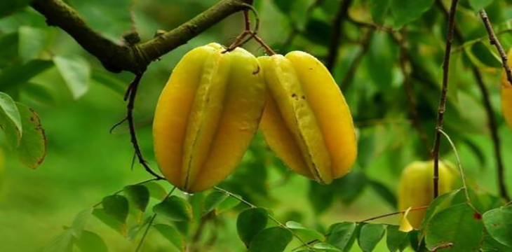 杨桃树几月开花,杨桃树代表什么